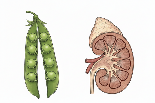 Pea pod and porcine kidney side by side